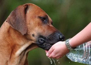 cuidados-com-os-animais-no-verao-correio-nogueirense