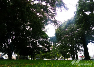 camara-aprova-politica-de-arborizacao-e-paisagistica-em-artur-nogueira-correio-nogueirense