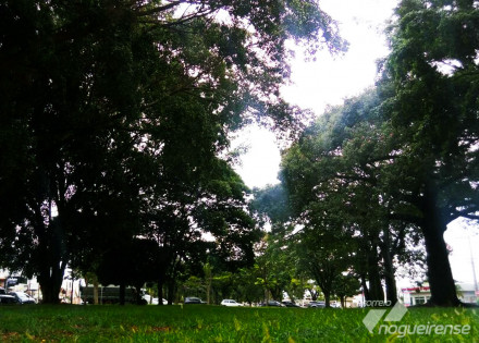 camara-aprova-politica-de-arborizacao-e-paisagistica-em-artur-nogueira-correio-nogueirense