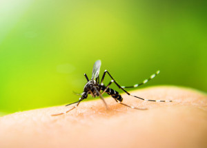 o-verao-e-os-mosquitos-correio-nogueirense