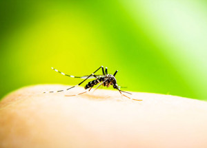 amanha-24-acontecera-o-mutirao-contra-a-dengue-no-bairro-conservani-correio-nogueirense