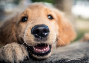 imitar-voz-de-crianca-pode-melhorar-relacao-com-o-seu-pet-diz-pesquisa-correio-nogueirense