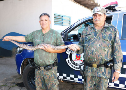 policia-municipal-ambiental-captura-jiboia-correio-nogueirense
