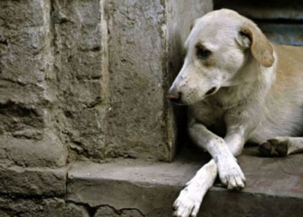 abandonar-e-crime-correio-nogueirense