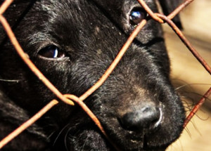 abril-mes-da-prevencao-da-crueldade-contra-os-animais-correio-nogueirense