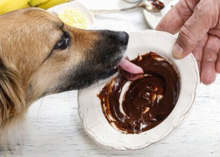 o-risco-de-dar-chocolate-para-cachorros-e-gatos-correio-nogueirense