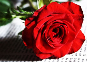 segundo-motivo-da-rosa-correio-nogueirense