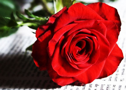 segundo-motivo-da-rosa-correio-nogueirense