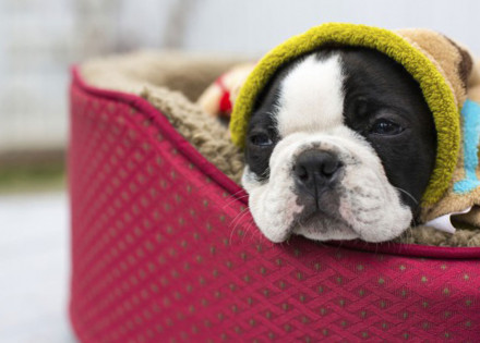 frio-chegando-saiba-como-proteger-seu-pet-do-inverno-correio-nogueirense