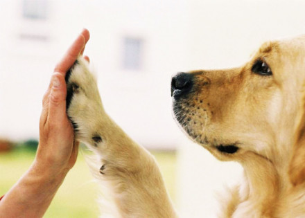 nao-compre-adote-correio-nogueirense
