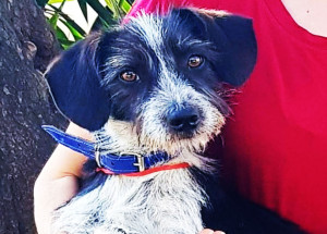 adotar-um-animal-faz-bem-ao-corpo-e-mente-correio-nogueirense