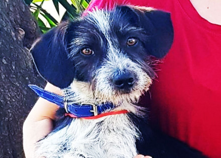 adotar-um-animal-faz-bem-ao-corpo-e-mente-correio-nogueirense