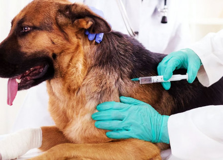 campanha-de-vacinacao-contra-raiva-em-artur-nogueira-tem-data-marcada-correio-nogueirense