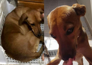 familia-de-artur-nogueira-busca-animal-de-estimacao-desaparecido-correio-nogueirense