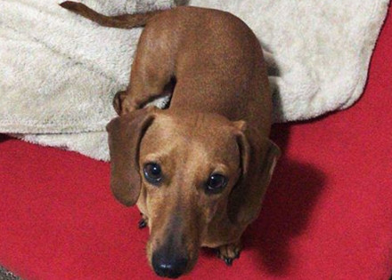 casal-procura-cachorra-de-estimacao-desaparecida-em-artur-nogueira-correio-nogueirense-1