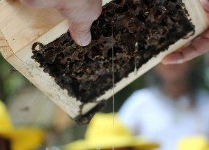 secretario-estadual-de-agricultura-e-abastecimento-lanca-plano-para-apicultura-no-unasp-em-engenheiro-coelho-correio-nogueirense