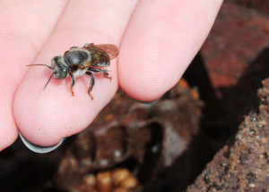 minicurso-ensina-criar-ninhos-isca-para-abelhas-sem-ferrao-correio-nogueirense
