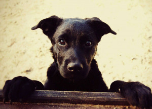 moradora-de-artur-nogueira-lanca-campanha-natal-animal-correio-nogueirense