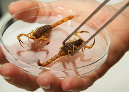 prefeitura-orienta-a-populacao-para-evitar-escorpioes-em-casa-correio-nogueirense