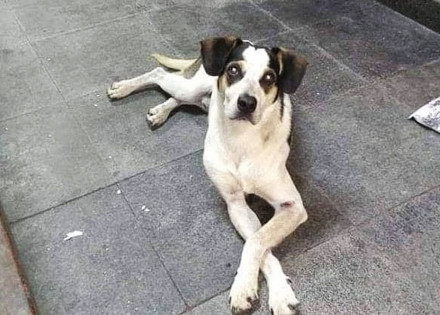 a-cachorrinho-do-carrefour-correio-nogueira