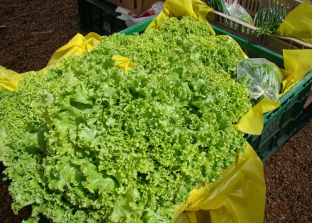 centro-de-eventos-monsenhor-nilo-romano-corsi-recebe-a-feira-agropedreira-2019-correio-nogueirense