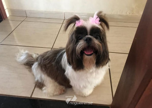 familia-procura-por-cachorra-desaparecida-correio-nogueirense-capa