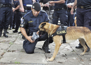 guarda-municipal-de-americana-realiza-primeira-instrucao-do-projeto-gama-adestra-correio-nogueirense