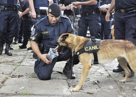 guarda-municipal-de-americana-realiza-primeira-instrucao-do-projeto-gama-adestra-correio-nogueirense