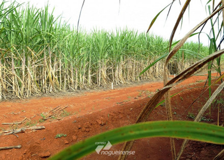 brasil-e-china-chegam-a-acordo-sobre-contencioso-do-acucar-correio-nogueirense