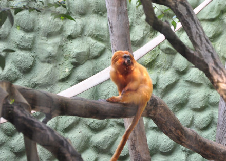 parque-ecologico-de-americana-recebe-dois-micos-leoes-dourados-correio-nogueirense