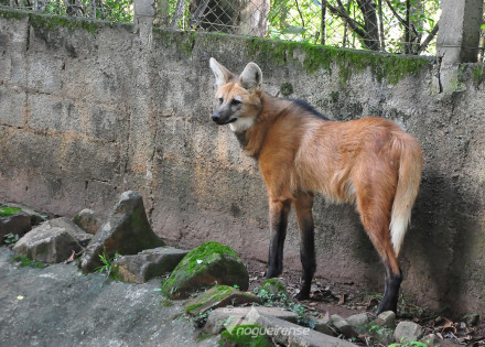 parque-ecologico-de-americana-recebe-femea-de-lobo-guara-correio-nogueirense