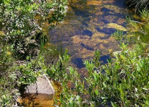 site-da-prefeitura-tera-que-dispor-sobre-a-divulgacao-de-cadastros-das-nascentes-correio-noguierense