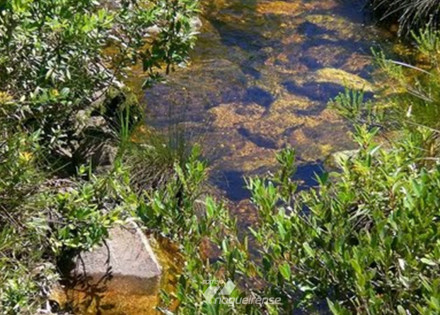 site-da-prefeitura-tera-que-dispor-sobre-a-divulgacao-de-cadastros-das-nascentes-correio-noguierense