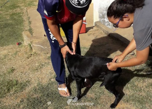 vigilancia-de-zoonoses-inicia-vacinacao-antirrabica-na-area-rural-de-sumare-correio-nogueirense