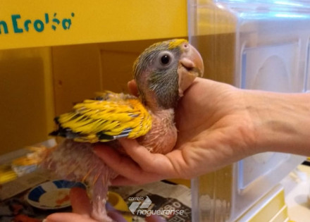 nasce-ave-ararajuba-no-parque-ecologico-de-americana-correio-nogueirense