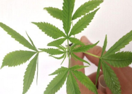 pacientes-estao-demandando-uso-medicinal-da-cannabis-dizem-medicos-correio-nogueirense