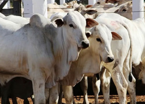 aidan-promove-leilao-de-gado-beneficente