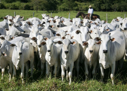 aidan-promove-leilao-de-gado-beneficente-correio-nogueirense
