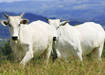 aidan-promove-leilao-de-gado-beneficente-em-artur-nogueira-correio-nogueirense-1