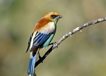 exposicao-reune-50-mil-passaros-e-transforma-itatiba-na-capital-das-aves-domesticas-e-exoticas-correio-nogueirense