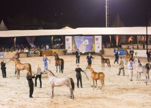 indaiatuba-sedia-maior-evento-de-cavalos-arabes-da-america-latina-correio-nogueirense