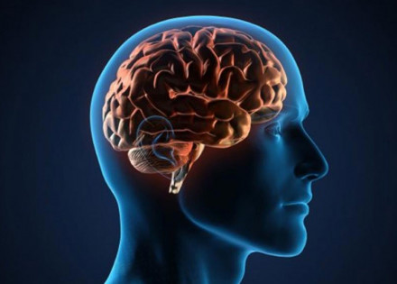 medicos-comemoram-hoje-o-dia-nacional-do-cerebro-correio-nogueirense