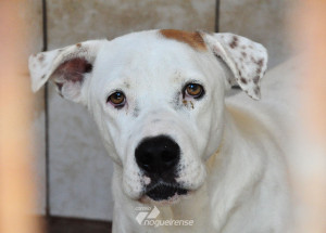 zoonoses-e-ong-realizam-feira-de-adocao-de-animais-no-sabado-em-americana-correio-nogueirense