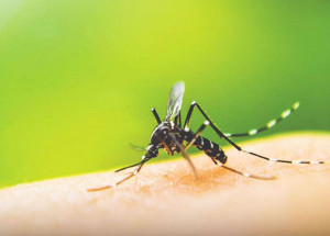 indaiatuba-e-a-1a-cidade-do-pais-a-testar-nova-aplicacao-de-biolarvicida-para-combate-a-dengue-correio-nogueirense
