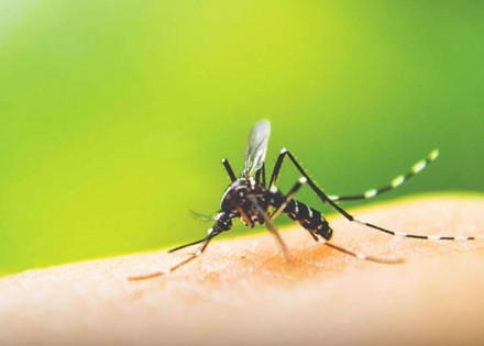 indaiatuba-e-a-1a-cidade-do-pais-a-testar-nova-aplicacao-de-biolarvicida-para-combate-a-dengue-correio-nogueirense