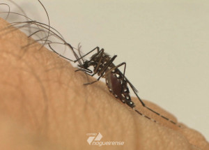 em-um-ano-incidencia-da-dengue-no-pais-aumenta-600-correio-nogueirense