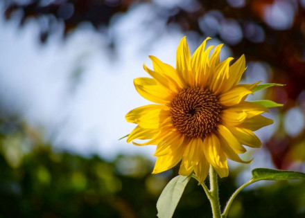 governo-lanca-campanha-para-jovem-valorizar-vinculo-social-real-correio-nogueirense