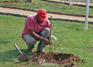 meio-ambiente-faz-plantio-de-arvores-na-praca-dos-cravos-em-holambra-correio-nogueirense