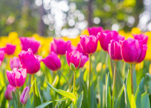 primavera-comeca-hoje-mas-chuvas-devem-se-fixar-apenas-em-outubro-correio-nogueirense