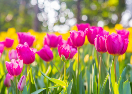 primavera-comeca-hoje-mas-chuvas-devem-se-fixar-apenas-em-outubro-correio-nogueirense